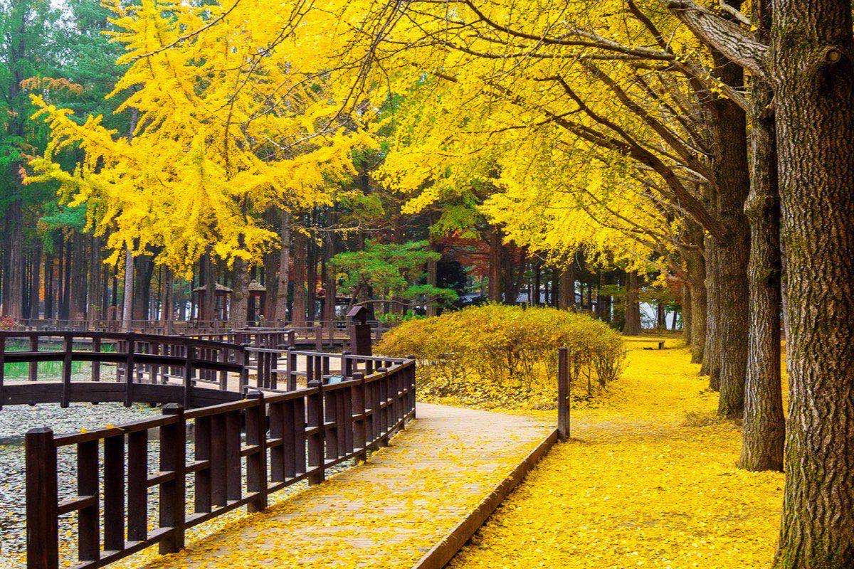 Tour Seoul - Nami - Everland 5 ngày 4 đêm